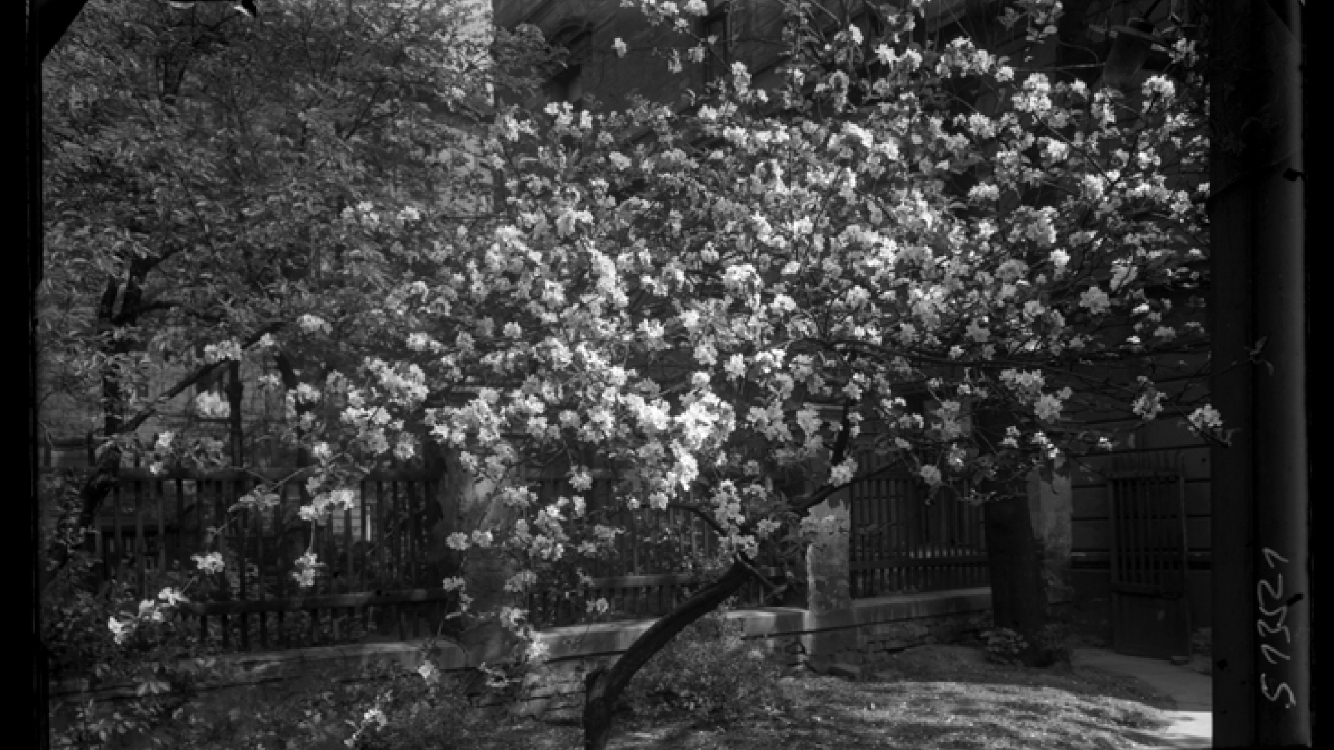 130 let od narození fotografa Josefa Sudka